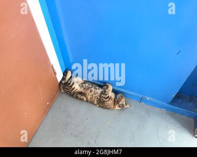 cat sleeping upside bend down sleeping behind door corner side may get squeezed Stock Photo