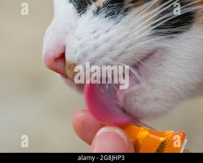 Cat eating food from woman hand. Stock Photo