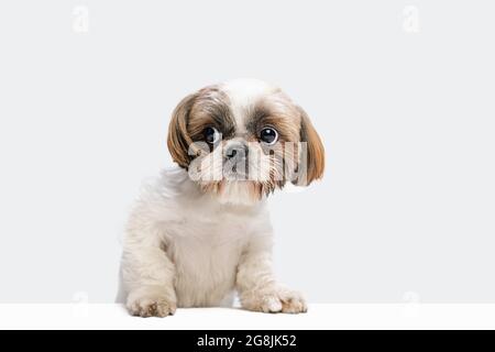 Portrait of cute Shih Tzu dog sitting on floor and looking away isolated over white studio background. Stock Photo
