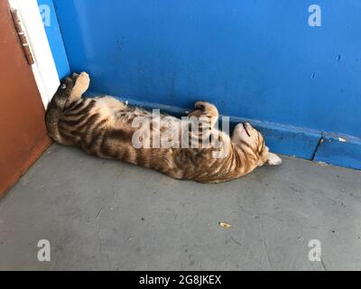 cat sleeping upside bend down sleeping behind door corner side may get squeezed Stock Photo