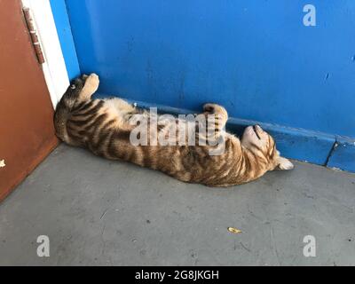 cat sleeping upside bend down sleeping behind door corner side may get squeezed Stock Photo