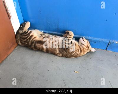 cat sleeping upside bend down sleeping behind door corner side may get squeezed Stock Photo