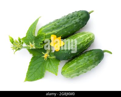 Cucumber with leaf and flower isolated on white background. Top view Stock Photo