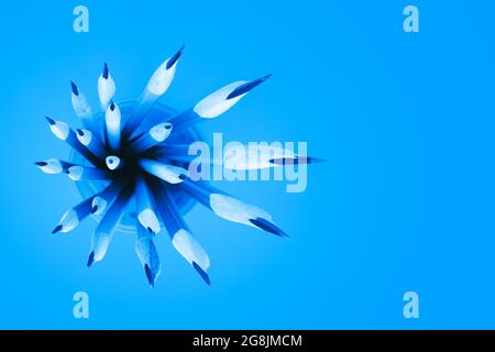 Top view of many pencils in cup, wide angle view on blue background Stock Photo