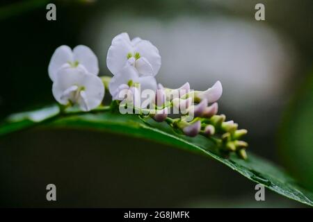 Hardenbergia Violacea In White Stock Photo