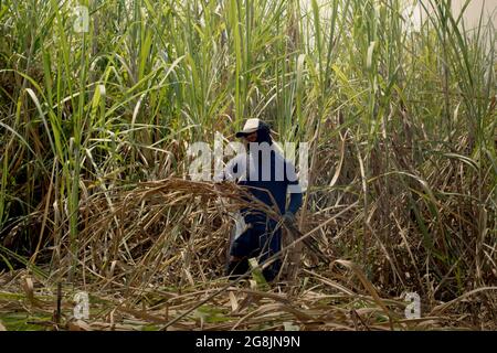 A worker is harvesting sugarcane at a plantation area managed by Tasikmadu Sugar Factory in Karanganyar, Central Java, Indonesia. Stock Photo