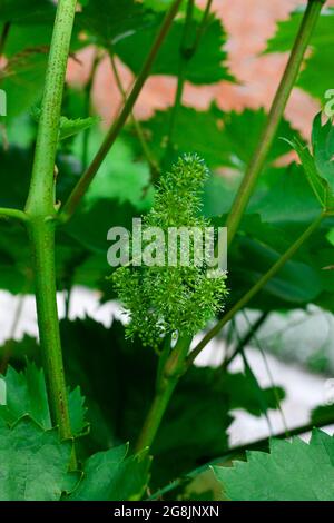 Green grapes growing on the grape vines. Unripe bunch of grapes on tree. Vineyard in sunny day. Close up. Stock Photo