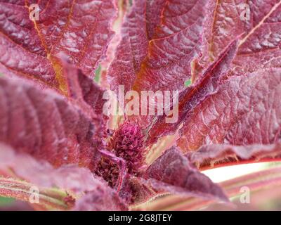 Amaranth plant, close-up. A plant with crimson leaves.