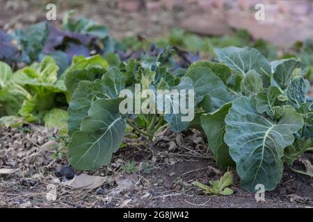young cabbage plants in the organic garden Stock Photo
