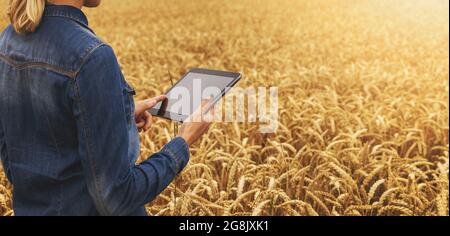 smart farming - modern farmer working with digital tablet in cereal field. banner copy space Stock Photo