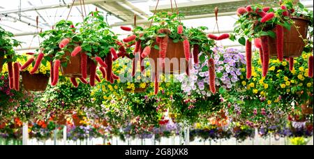 chenille acalypha hispida flower pots hanging at garden plants shop Stock Photo