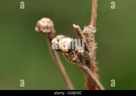 Comb footed spider, Euryopis gertschi Levi 1951, Satara, Maharashtra, India Stock Photo