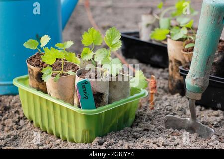 Planting out parsnip seedlings that were grown from seed in toilet roll tubes to aid germination. Pastinaca sativa ' Gladiator' F1 Stock Photo