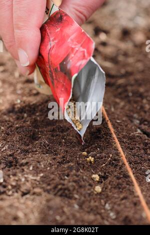 Direct sowing of beetroot seed by spacing thinly in a shallow trench in a well prepared seed bed. Beta vulgaris 'Boltardy'. Stock Photo