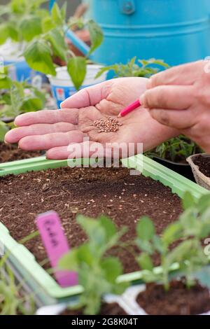 Starting off radish seeds in a tray - Raphanus sativus Rainbow mix. UK Stock Photo