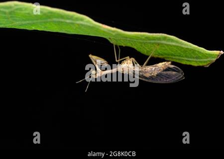 Mantis lacewing, Mantispa styriaca, Satara, Maharashtra, India Stock Photo