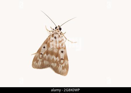 Ringed china-mark moth, Parapoynx stratiotata, Satara, Maharashtra, India Stock Photo