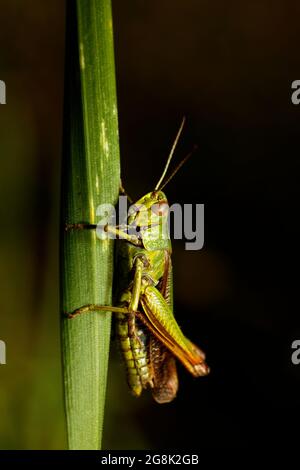 Meadow Grasshopper Stock Photo