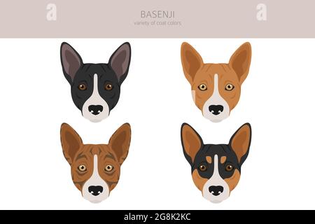 Basenji all colours clipart. Different coat colors and poses set.  Vector illustration Stock Vector
