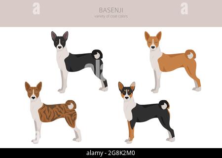 Basenji all colours clipart. Different coat colors and poses set.  Vector illustration Stock Vector