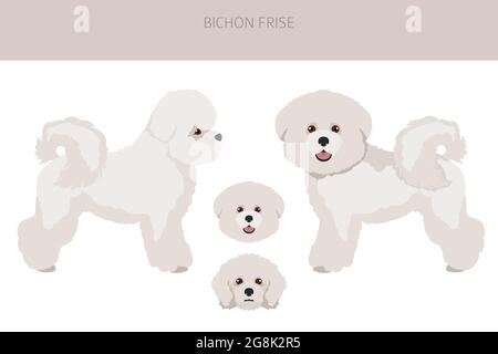 Bichon frise clipart. Different coat colors and poses set.  Vector illustration Stock Vector