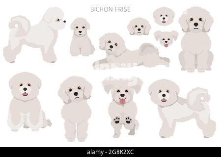 Bichon frise clipart. Different coat colors and poses set.  Vector illustration Stock Vector