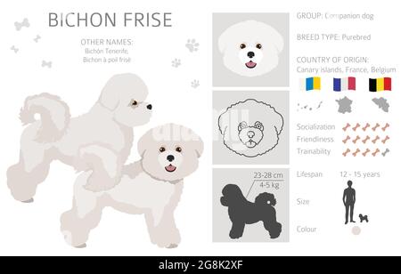 Bichon frise clipart. Different coat colors and poses set.  Vector illustration Stock Vector