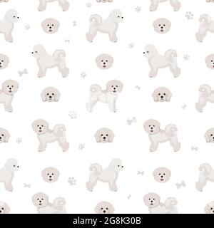 Bichon frise seamless pattern. Different coat colors and poses set.  Vector illustration Stock Vector