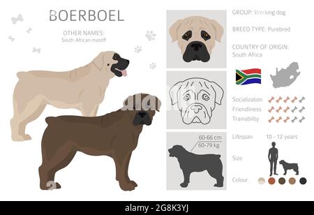 Boerboel clipart. Different coat colors and poses set. Vector ...