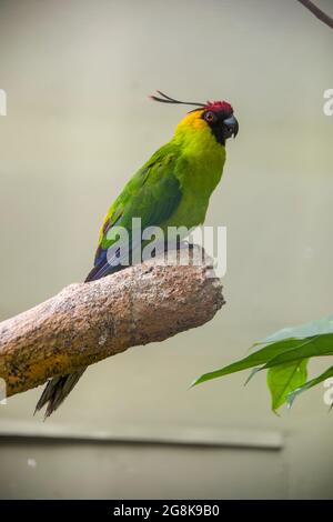 The horned parakeet (Eunymphicus cornutus) is a medium-sized parrot endemic to New Caledonia. It is called 'horned' because it has two black feathers Stock Photo
