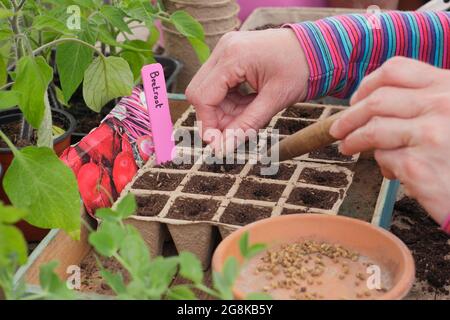 Sowing seeds. Woman sowing beetroot seed - Beta vulgaris Boltardy - into biodegradable fibre modular pots in spring. UK Stock Photo