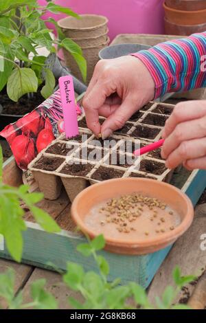 Sowing seeds. Woman sowing beetroot seed - Beta vulgaris Boltardy - into biodegradable fibre modular pots in spring. UK Stock Photo