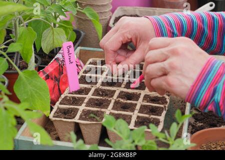 Sowing seeds. Woman sowing beetroot seed - Beta vulgaris Boltardy - into biodegradable fibre modular pots in spring. UK Stock Photo