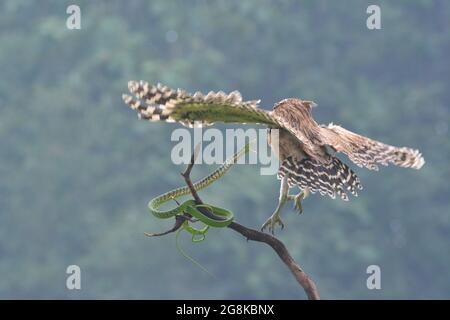 The snake then lunged for the owl in an attempt to viciously poison it, where the owl dodged the attack. BOGOR, INDONESIA: HILARIOUS images have captu Stock Photo