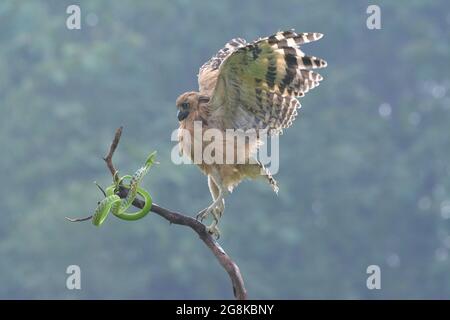 The owl perched itself on a branch where a green whip snake was sitting, in the hopes to capture a tasty treat. BOGOR, INDONESIA: HILARIOUS images hav Stock Photo