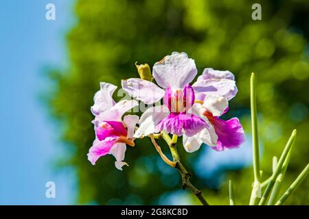 Papilionanthe Miss Joaquim is a hybrid orchid cultivar that is Singapore's national flower. Stock Photo