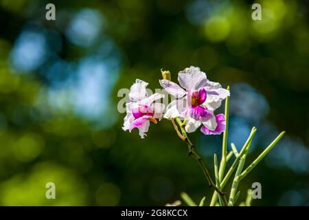 Papilionanthe Miss Joaquim is a hybrid orchid cultivar that is Singapore's national flower. Stock Photo