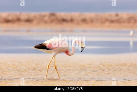 Alone andean flamingo on salt flats Chaxa, desert near San Pedro de Atacama in Chile. South America Stock Photo