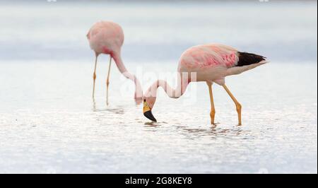 Alone andean flamingo on salt flats Chaxa, desert near San Pedro de Atacama in Chile. South America Stock Photo