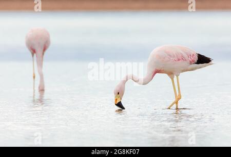 Alone andean flamingo on salt flats Chaxa, desert near San Pedro de Atacama in Chile. South America Stock Photo