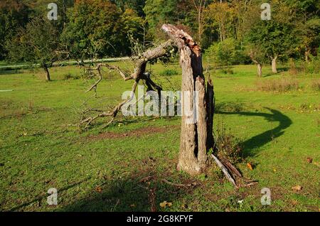 Broken tree in the meadow. Aftermath of tree which exploded after being hit by lightning strike during thunderstorm.Broken tree after a storm. Stock Photo