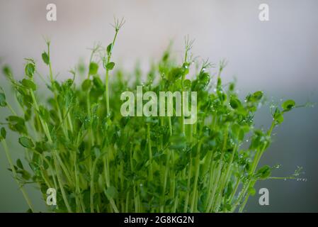 Pea microgreen sprouts close up. Raw sprouts, microgreens, healthy food concept. Stock Photo