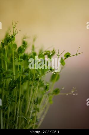Pea microgreen sprouts close up. Raw sprouts, microgreens, healthy food concept. Stock Photo