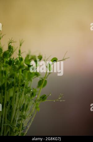 Pea microgreen sprouts close up. Raw sprouts, microgreens, healthy food concept. Stock Photo