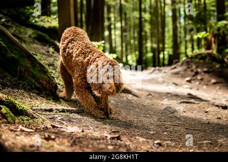Labradoodle dog chewing on wood stick in the forest. Cute fluffy large brown female dog with stick in between front paws. Dog in motion. Selective foc Stock Photo