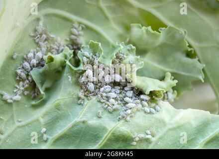 Grey cabbage aphids on kale leaf. Macro. Clusters of small sap-sucking mealy cabbage aphids or Brevicoryne brassicae on the underside of host plant. Stock Photo