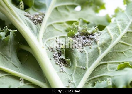 Grey cabbage aphids on kale leaf. Macro. Clusters of small sap-sucking mealy cabbage aphids or Brevicoryne brassicae on the underside of host plant. Stock Photo