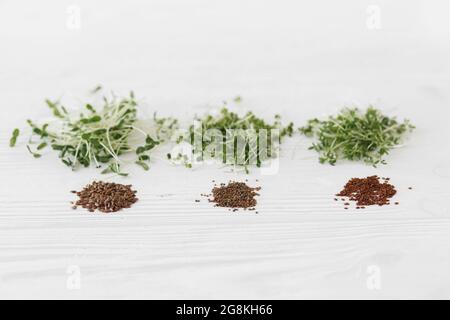 Growing microgreens at home. Arugula, basil, flax, watercress microgreen and seeds. Fresh microgreens sprouts and seeds on white wooden background. Co Stock Photo