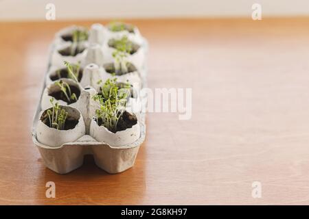 Fresh sprouts in egg shells in carton box on wooden background. Arugula, basil, watercress microgreens in eggshells with soil. Reuse. Plastic free see Stock Photo