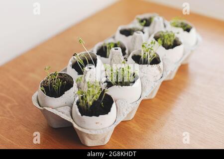 Fresh sprouts in egg shells in carton box on wooden background. Arugula, basil, watercress microgreens in eggshells with soil. Reuse. Plastic free see Stock Photo